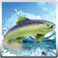 Fishing Clash :Catch the Fish