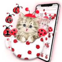 Cute Ladybird Cat Theme