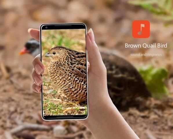 Brown Quail Bird Sounds स्क्रीनशॉट 1