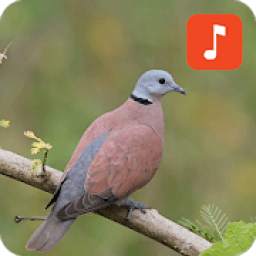 Red turtle dove bird sounds