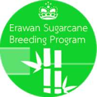 Erawan Sugarcane Breeding Program