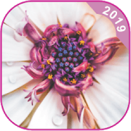 Gallery - Photo Gallery &amp; Video Gallery 2019 आइकन