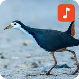 White-breasted Waterhen Bird Sounds