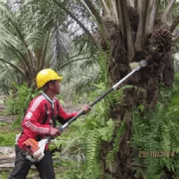 ikon OIL PALM CALCULATOR