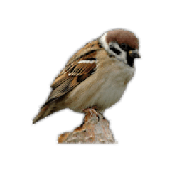 Sparrow Bird Game आइकन