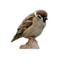 Sparrow Bird Game logo