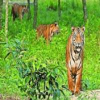 Mangrove Ecosystem of Sundarbans