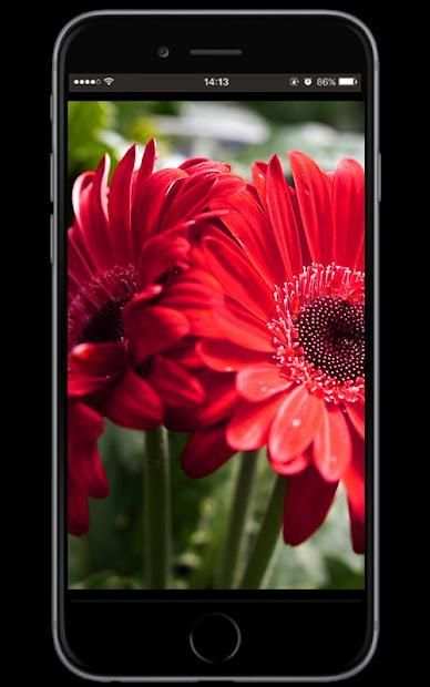 Best HD Wallpapers screenshot 5