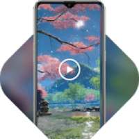 Cherry blossoms live wallpaper Japanese courtyard