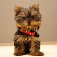 Yorkshire Terrier Dog Wallpape on 9Apps