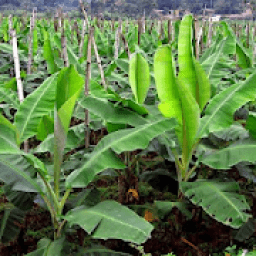 Banana Cultivation and Farm आइकन