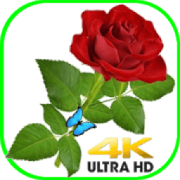 Flowers Wallpapers HD And GIF आइकन