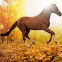 +600 Android Animal Wallpapers