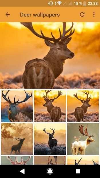 +600 Android Animal Wallpapers screenshot 2