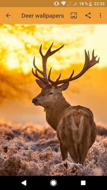 +600 Android Animal Wallpapers screenshot 1