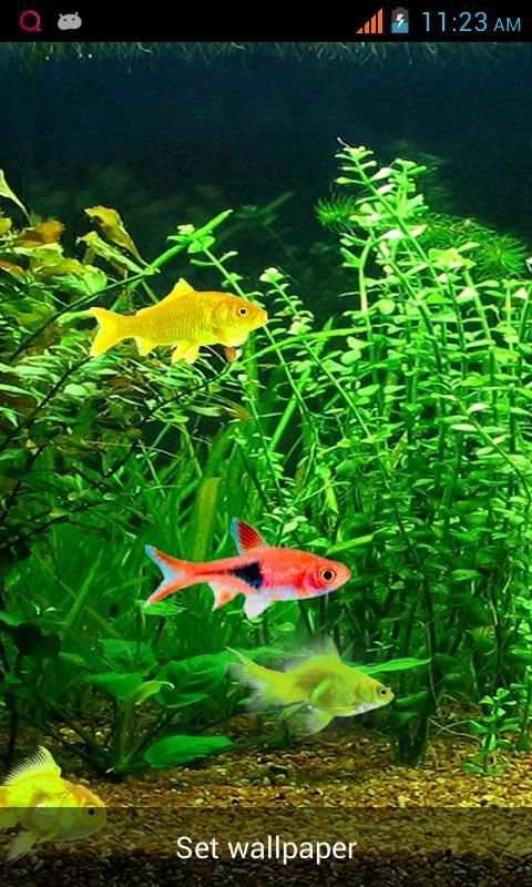 Aquarium Live Wallpaper! screenshot 2