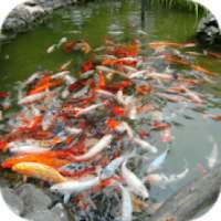 Koi Fish Free LWP