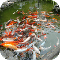 Koi Fish Free LWP आइकन