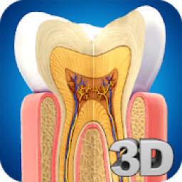 Dental Anatomy Pro.