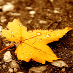 Autumn Wallpaper (4k) आइकन