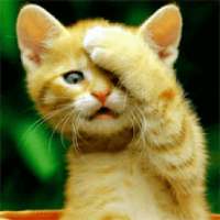 Cat Wallpaper HD on 9Apps