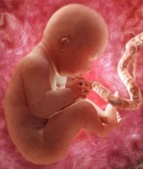 Pregnancy Week by week स्क्रीनशॉट 3