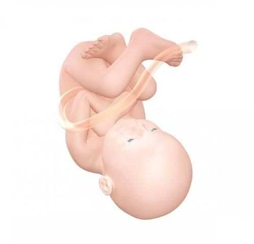 Pregnancy Week by week स्क्रीनशॉट 2