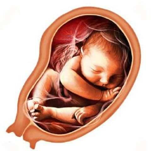 Pregnancy Week by week स्क्रीनशॉट 4