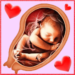 Pregnancy Week by week आइकन