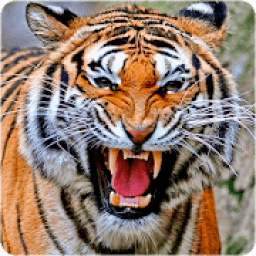 Tiger Wallpapers आइकन