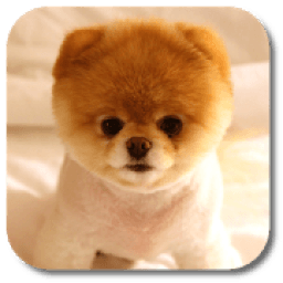 Pom Dog Live Wallpaper आइकन