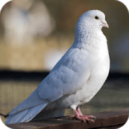 Pigeon Wallpaper आइकन