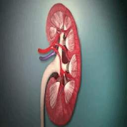 Top Foods For A Healthy Kidney