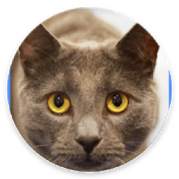 ikon Cat and the Beanstalk