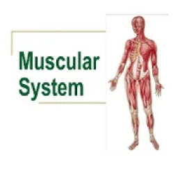 ikon MUSCULAR SYSTEM