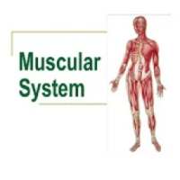 MUSCULAR SYSTEM
