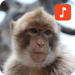 Monkey Sound Effects आइकन