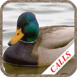 Duck hunting calls: Waterfowl hunting sounds. HIT