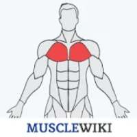 MuscleWiki Fitness on 9Apps