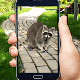 Catching Stray Animals आइकन