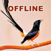 Suara Murai Batu Full Isian MP3 Offline on 9Apps