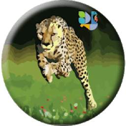 Hansa Cheetah