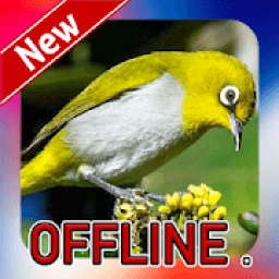 Suara Burung Pleci Offline icon