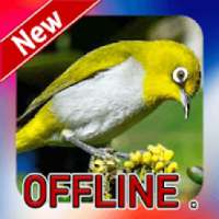 Suara Burung Pleci Offline