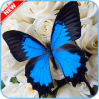 ikon Butterfly Stickers - WAStickerApps