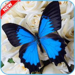 Butter Fly Sticker 1.0