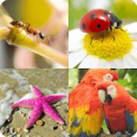 Animals Pic Quiz-Learn all reptiles,fish and more!