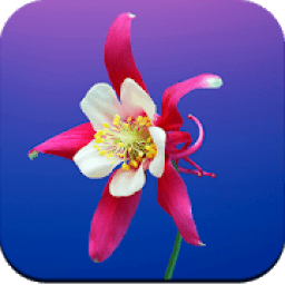 Flowers Wallpaper 4K आइकन