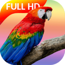 Parrot Video Live Wallpaper आइकन