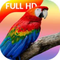 Parrot Video Live Wallpaper
